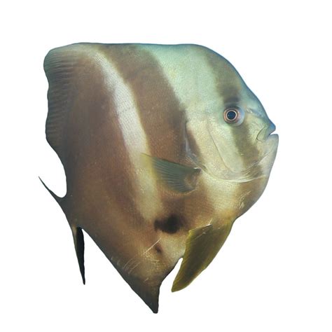 Batfish - Hobbyist & Retailers | Piscine Energetics