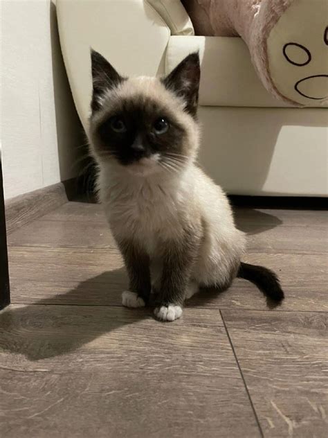 Создать мем "сибирский сиамский кот, сиамские котики, сиамский кот ...