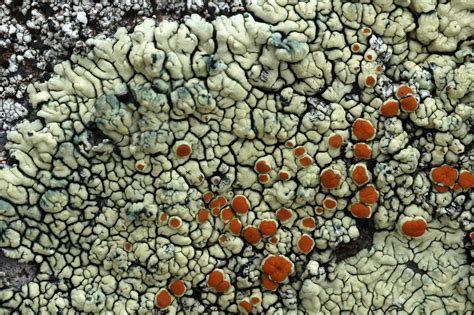 Lichen Gallery :: Caloplaca :: Caloplaca carphinea (NIKA9340)