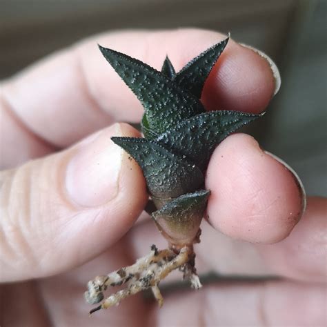 Суккуленты :: Хавортии :: Haworthia nigra