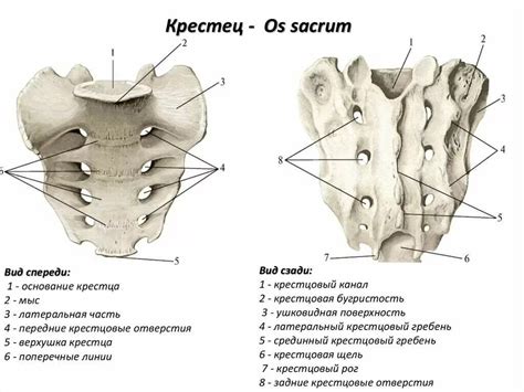 Крестец и копчик человека: анатомия и строение