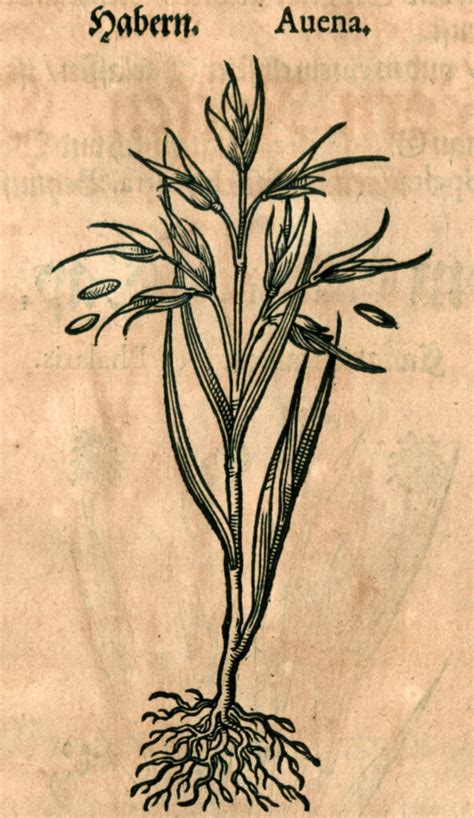 culina vetus | The history of German food in Europe and the world