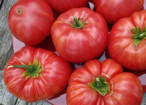 Томат Томанде: ОТЗЫВЫ, фото, урожайность | tomatland.ru