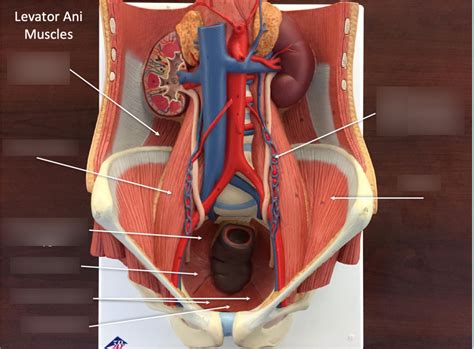 Levator Ani Muscles Diagram | Quizlet