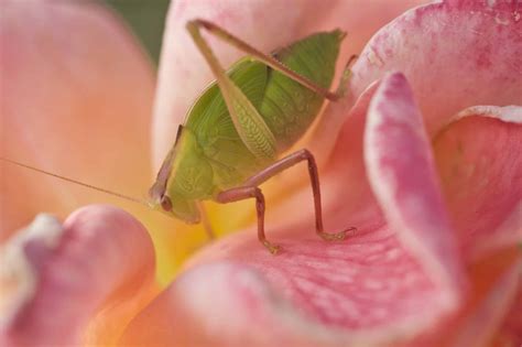 What Eats Green Aphids at Nate Davidson blog