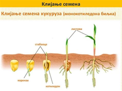 Seme, klijanje semena