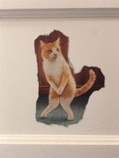 hotels for cats 8
