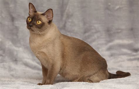 15 Best Hypoallergenic Cats - HubPages