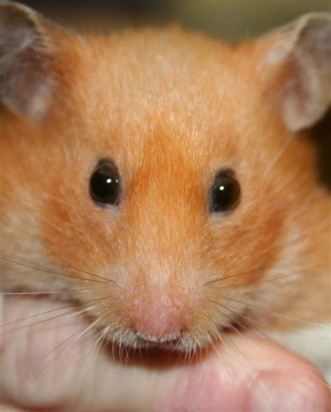 √ 6 Types of Most Popular Hamster Breeds | Hamster, Hamster breeds, Breeds