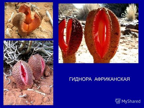 Презентация на тему: "БИОТИЧЕСКИЕ взаимоотношения Панфилова Ирина ...