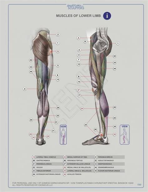 human anatomy drawing leg anatomy anatomy sculpture