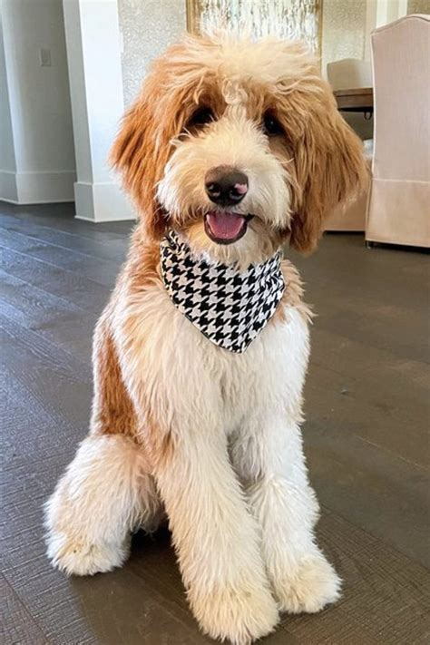 Parti Goldendoodle Guide: Everything You Need To Know!