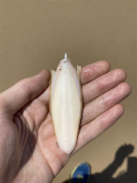 Cephalopoda