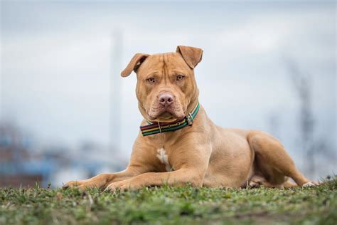 Veterinary experts explain the natural behavior of socialized pitbull kids 3