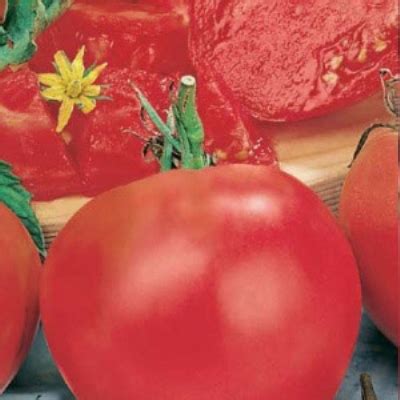 Томат Мясистый сахаристый: описание сорта помидоров, характеристики ...