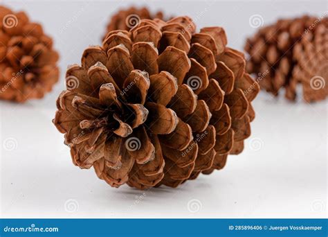 Biological Example of Fibonacci Spirals Seen at a Pine Cone Stock Photo ...