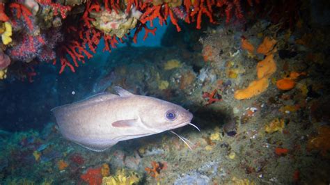 Images Gratuites : mer, sous-marin, la biologie, poisson, récif de ...