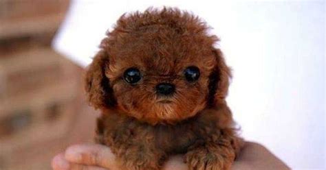 What Is The Most Cutest Dog Ever