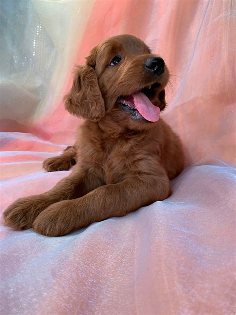 iowas top mini goldendoodle breeders  puppies  sale