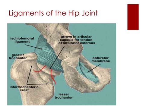 PPT - The Hip Region PowerPoint Presentation, free download - ID:1937593