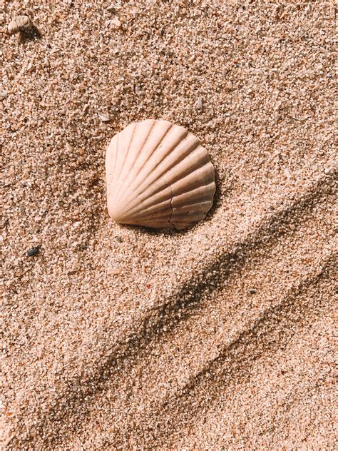 [100+] Seashell Wallpapers | Wallpapers.com