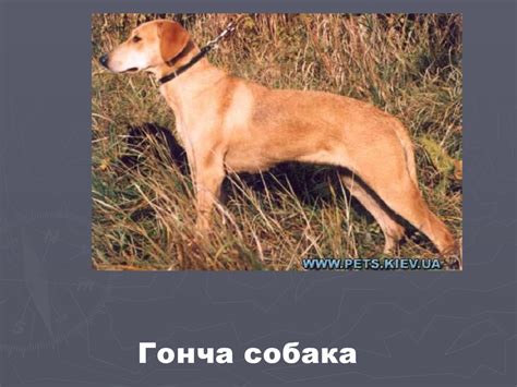 Собаки найдавніші друзі людини - презентация онлайн