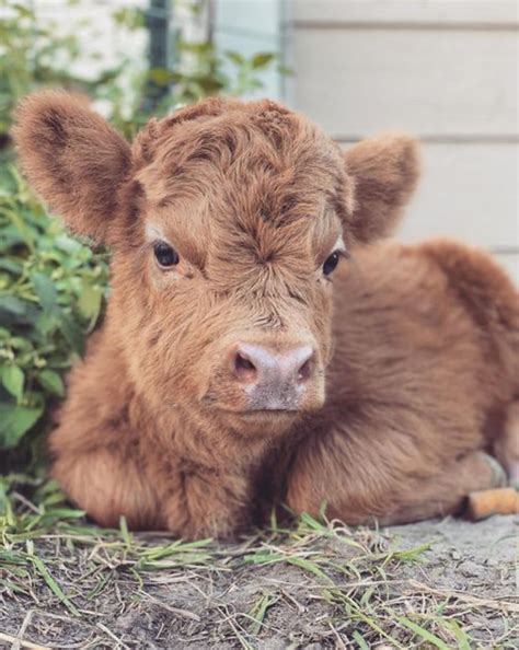 cute baby highland cattle calves artofit