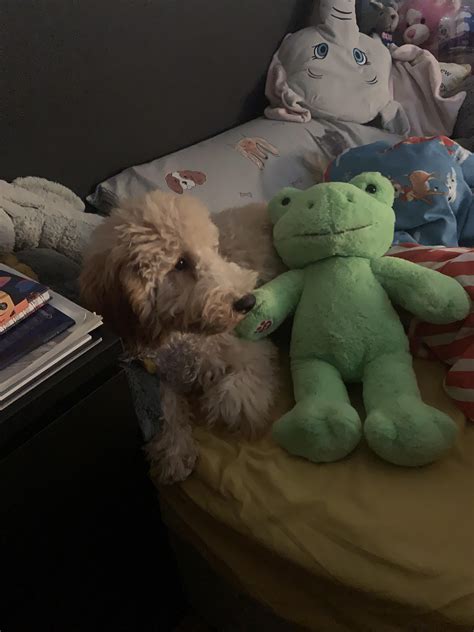 Jellybean plush leaked on her private account (thanks thisdudedumb) : r