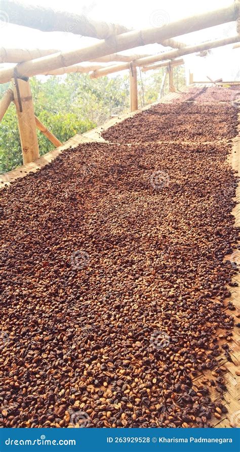 Coffee Beans Process stock photo. Image of farming, coffee - 263929528
