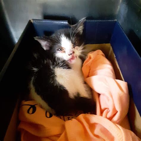 Community members praise humane society of nw louisiana for recent rescues 9