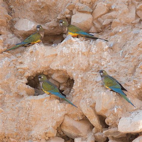 140+ Burrowing Parrot Stock Photos, Pictures & Royalty-Free Images - iStock