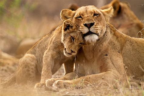Lions Night Club - Safari animals: the story of lions and the best places to see them ...