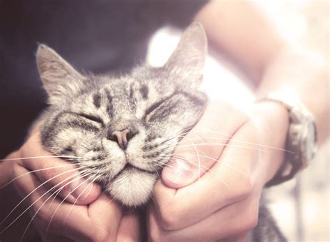 The Surprising Ways Your Cat Communicates with You - Hunter Games Magazine