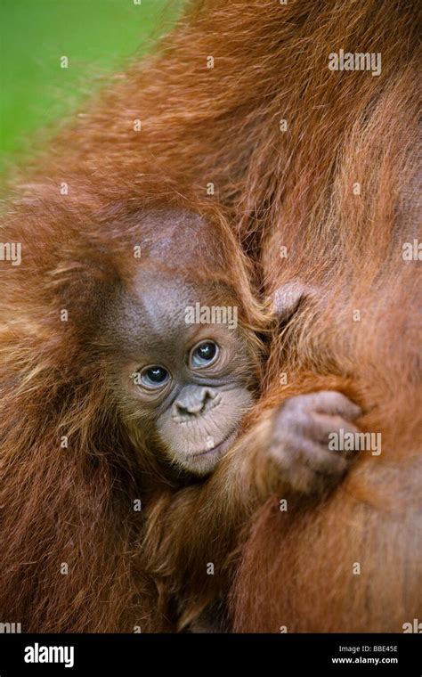 Highly endangered Sumatran orangutans in Bohorok Rehabilitation Centre ...