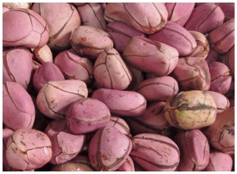 Kola Nut (Obi Abata): Uses and Benefits - Royac Shop