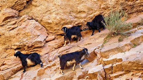 climbing goats   rock face   atlas mountains stock photo