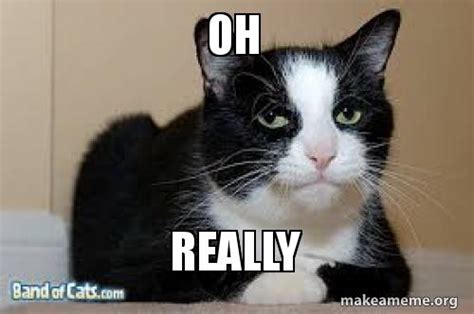 Oh Really Meme Cat