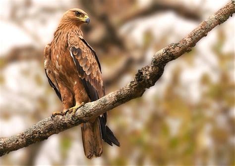Lets talk about the birds in Maputaland-Pondoland-Albany Hotspot! #