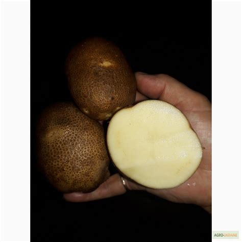 Продам картофель сорт киви, купить картофель сорт киви, Ивано ...