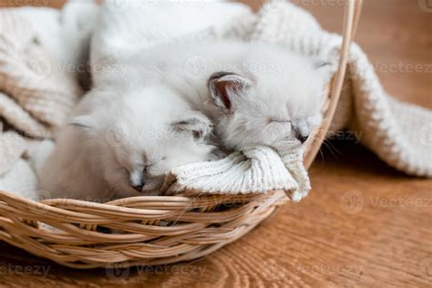 Closeup of a British shorthair kittens of silver color sleeping in a