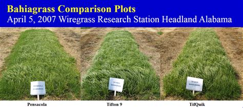 What is the Best Grass for Pastures in the Panhandle? | Panhandle ...