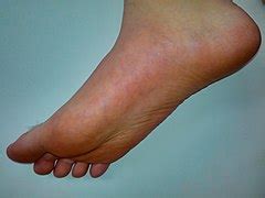 Foot - Wikipedia