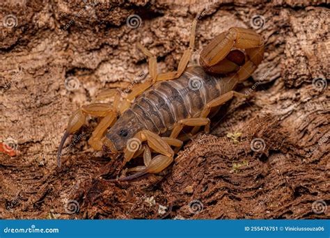 Adult Female Brazilian Yellow Scorpion Stock Image - Image of tree ...