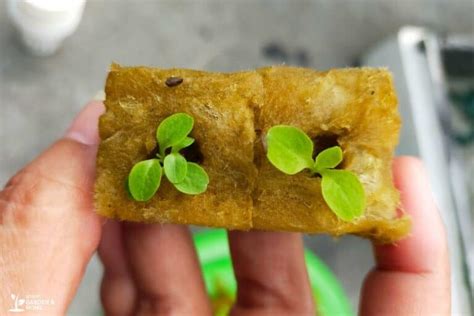 Guide to Using Rockwool in Hydroponics - Smart Garden and Home