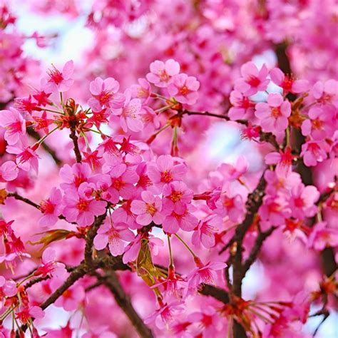 Download Dark Cherry Blossom Flowers Wallpaper | Wallpapers.com