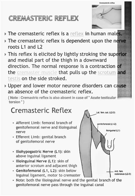 Cremasteric reflex - PT Master Guide