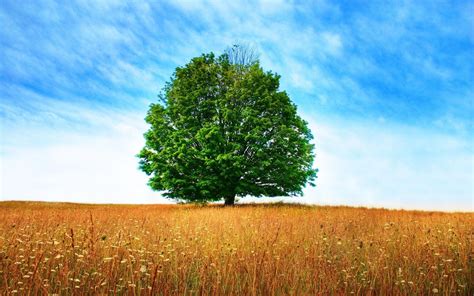 Beautiful Wallpapers for Desktop: Big Tree Wallpapers hd