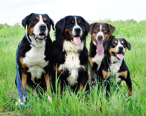 switzerlands  mountain dog breeds