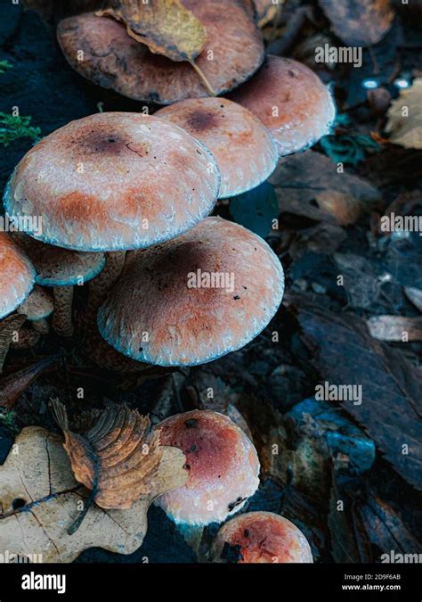 vertical closeup high angle shot  mushrooms stock photo alamy