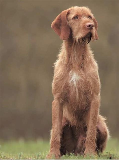 Magyar Viszla Drahthaar Wirehaired Vizsla, Vizsla Puppies, Cute Puppies ...